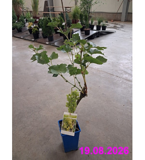Vitis vinifera 'Pölöskei Muskat' RP 1,6 L